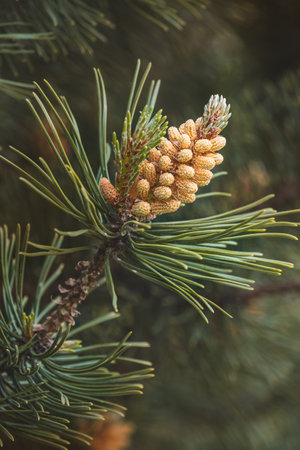 Coniferous tree branches with cones on a blurred background.の写真素材