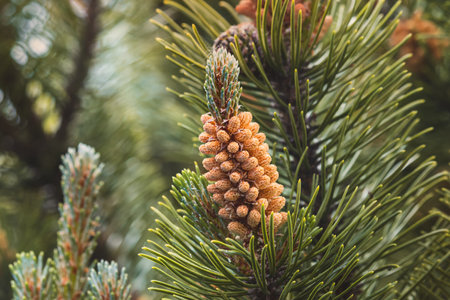 Coniferous tree branches with cones on a blurred background.