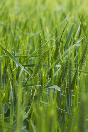 Field plants on a sunny May day. Landscape in the countryside.