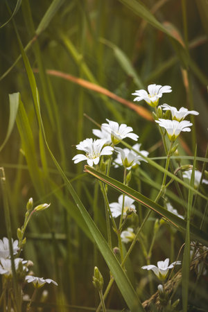 Field plants on a sunny May day. Landscape in the countryside.