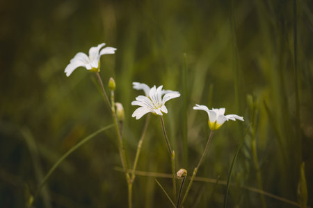 Field plants on a sunny day in June. Blurred background, close-up.の写真素材