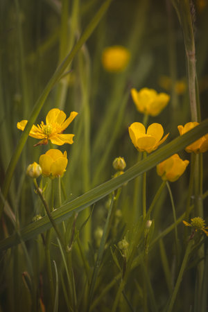 Field plants on a sunny day in June. Blurred background, close-up.