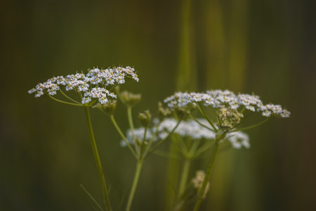 Field plants on a sunny day in June. Blurred background, close-up.