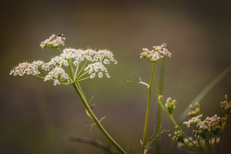 Field plants on a sunny day in June. Blurred background, close-up.