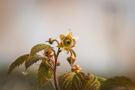 Field plants on a sunny day in June. Blurred background, close-up.