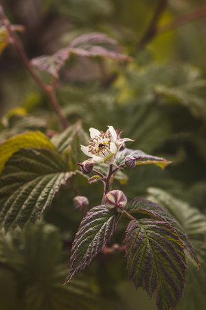 Field plants on a sunny day in June. Blurred background, close-up.の写真素材