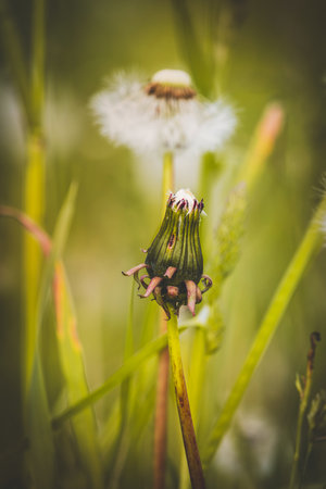 Field plants on a sunny day in June. Blurred background, close-up.の写真素材
