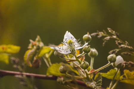 Field plants on a sunny day in June. Blurred background, close-up.の写真素材