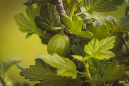 Green gooseberries. Blurry background, close-up. Sunny June day in the countryside.の写真素材
