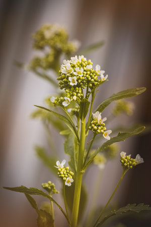 Field plants on a sunny day in June. Blurred background, close-up.の写真素材