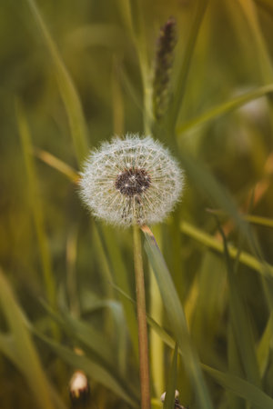 Field plants on a sunny day in June. Blurred background, close-up.の写真素材