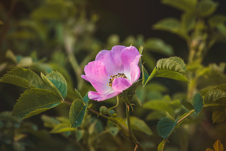 Pink rusty rose. Close-up of flower on blurred background.の写真素材