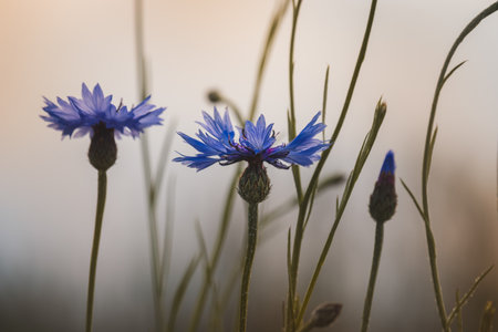 Cornflowers. Field plants on a sunny day in June. Close-up of a flower, blurred background.の写真素材