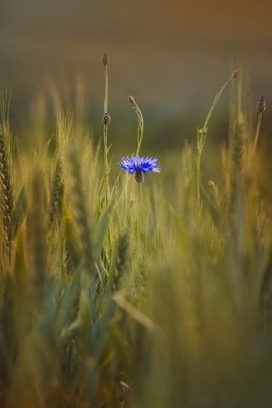 Cornflowers. Field plants on a sunny day in June. Close-up of a flower, blurred background.