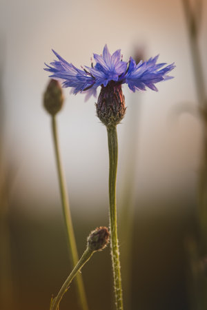 Cornflowers. Field plants on a sunny day in June. Close-up of a flower, blurred background.