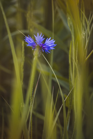 Cornflowers. Field plants on a sunny day in June. Close-up of a flower, blurred background.