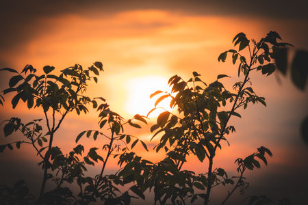 Colorful sunset on a June summer day in the countryside.
