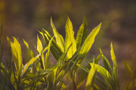 Field plants on a sunny day in June. Blurred background, close-up.の写真素材