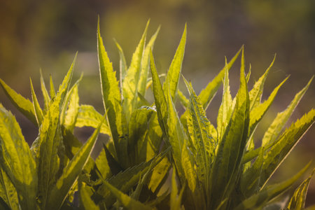 Field plants on a sunny day in June. Blurred background, close-up.