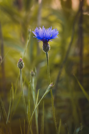 Cornflowers. Field plants on a sunny day in June. Close-up of a flower, blurred background.