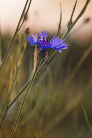 Cornflowers. Field plants on a sunny day in June. Close-up of a flower, blurred background.の写真素材