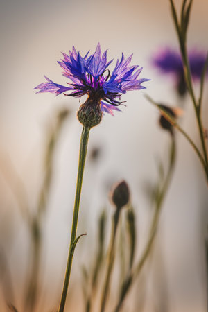 Cornflowers. Field plants on a sunny day in June. Close-up of a flower, blurred background.