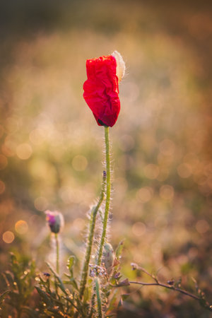 Field poppies against a blurred background on a sunny day in June.の写真素材