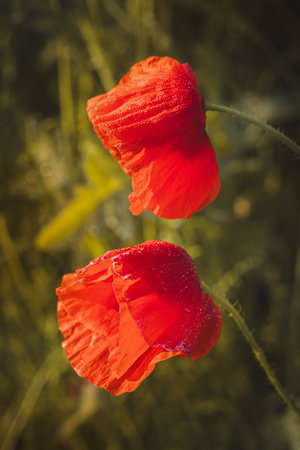 Field poppies against a blurred background on a sunny day in June.の写真素材