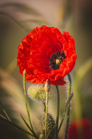 Field poppies against a blurred background on a sunny day in June.の写真素材