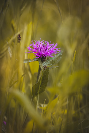 Cornflowers. Field plants on a sunny day in June. Close-up of a flower, blurred background.の写真素材