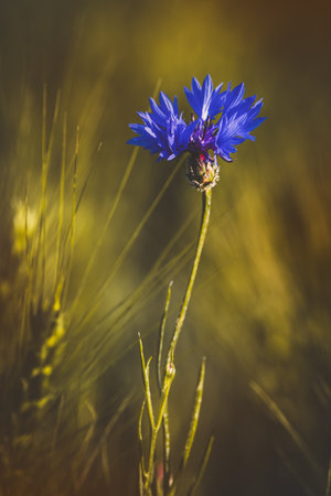 Cornflowers. Field plants on a sunny day in June. Close-up of a flower, blurred background.の写真素材