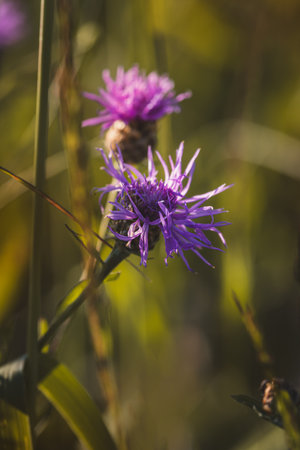 Cornflowers. Field plants on a sunny day in June. Close-up of a flower, blurred background.の写真素材