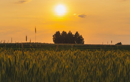 Colorful sunset on a June summer day in the countryside.