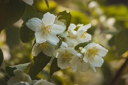 Close-up of the flower.の写真素材