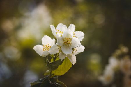 Jasmine flowers on a blurred background on a sunny day in June. Close-up of the flower.の写真素材