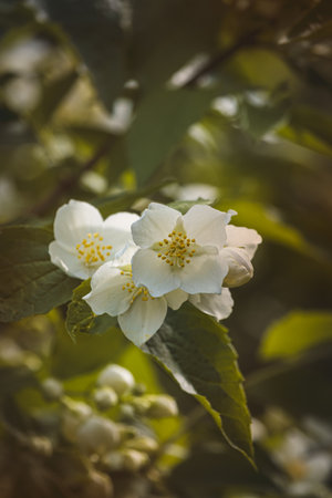 Jasmine flowers on a blurred background on a sunny day in June. Close-up of the flower.の写真素材