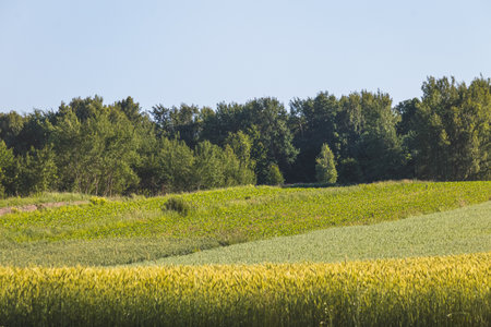 Landscape in the countryside on a sunny June day.の写真素材