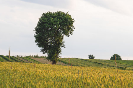 Landscape in the countryside on a sunny June day.の写真素材