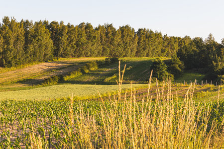 Landscape in the countryside on a sunny June day.の写真素材