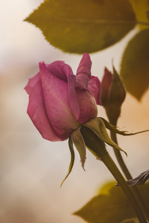 Roses in the garden on a blurred background on a sunny July day. Summertime.の写真素材
