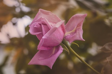 Roses in the garden on a blurred background on a sunny July day. Summertime.の写真素材
