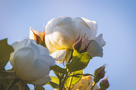 Roses in the garden on a blurred background on a sunny July day. Summertime.の写真素材