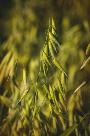 Close-up of field plants on a blurred background. Sunny June day in the countryside.の写真素材