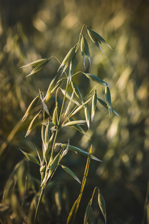 Close-up of field plants on a blurred background. Sunny June day in the countryside.