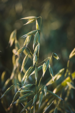 Close-up of field plants on a blurred background. Sunny June day in the countryside.
