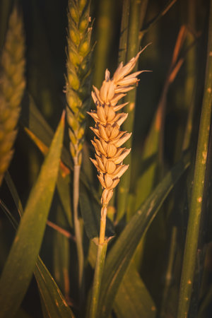 Close-up of field plants on a blurred background. Sunny June day in the countryside.の写真素材