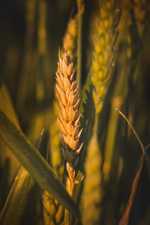 Close-up of field plants on a blurred background. Sunny June day in the countryside.の写真素材