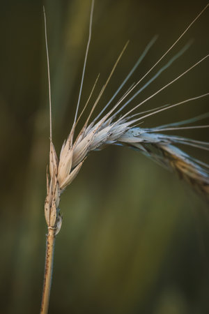 Close-up of field plants on a blurred background. Sunny June day in the countryside.の写真素材