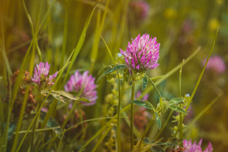 Clover. Wildflowers on a sunny day in June. Close-up on a blurred background.