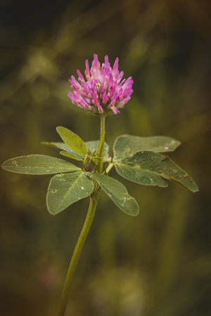Clover. Wildflowers on a sunny day in June. Close-up on a blurred background.